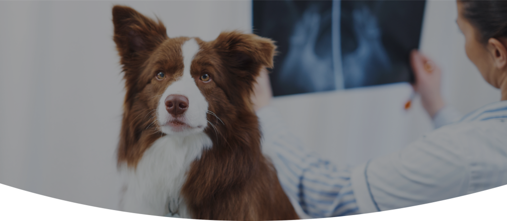 Dog visiting the veterinarian in Blairsville, PA