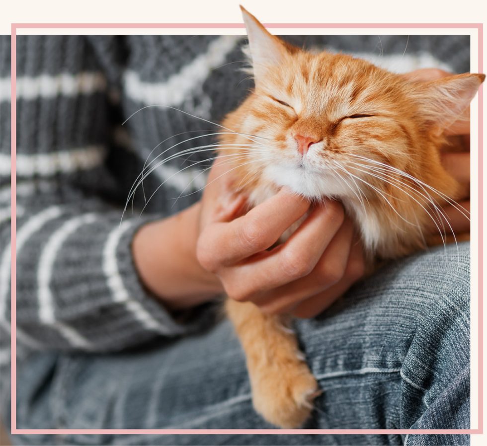 Vet Appointment Near Blairsville PA East Market Veterinary Center