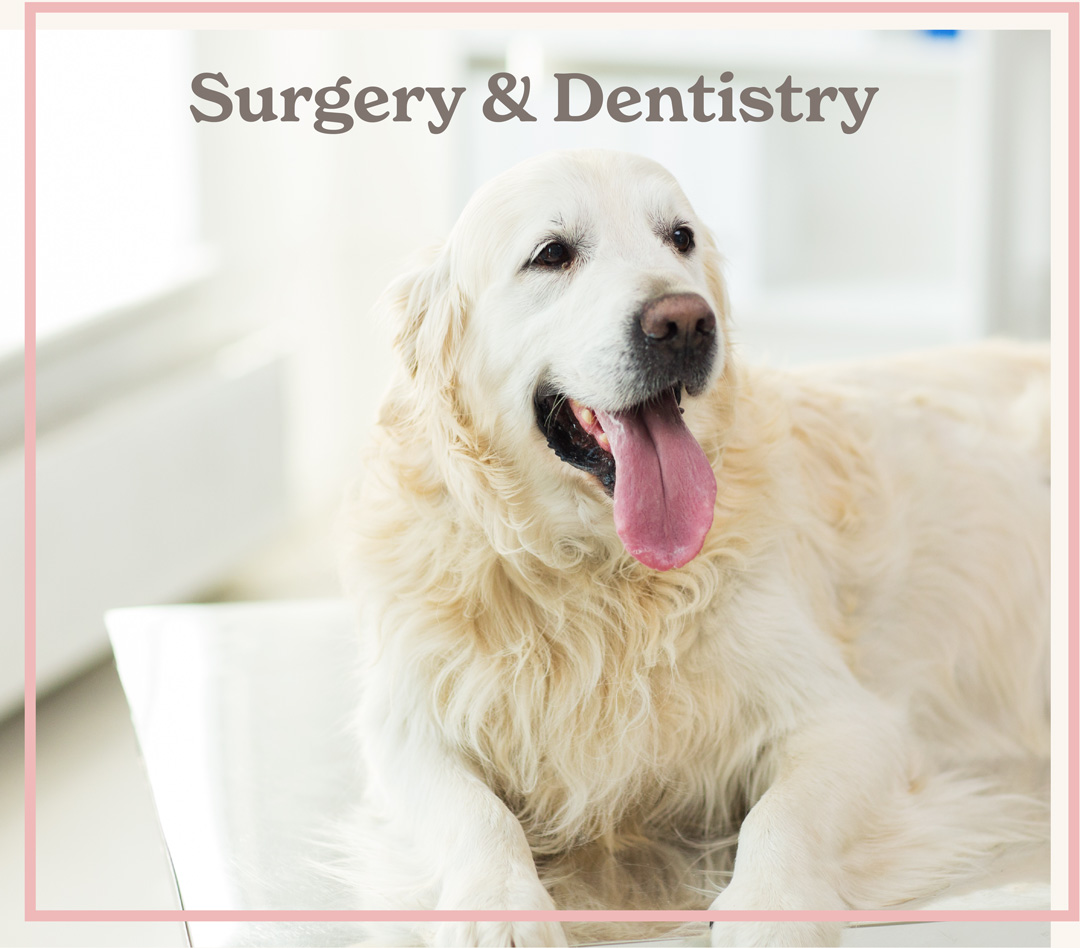 Surgery for pets in Blairsville, PA