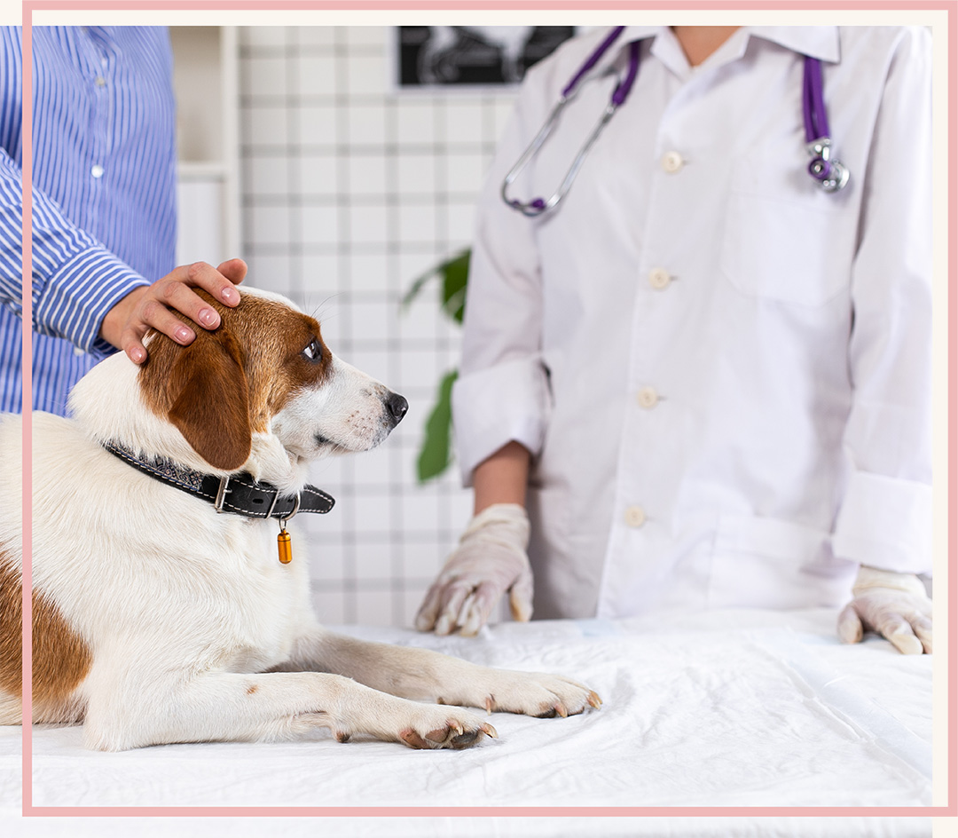 Pet veterinarian in Blairsville, PA