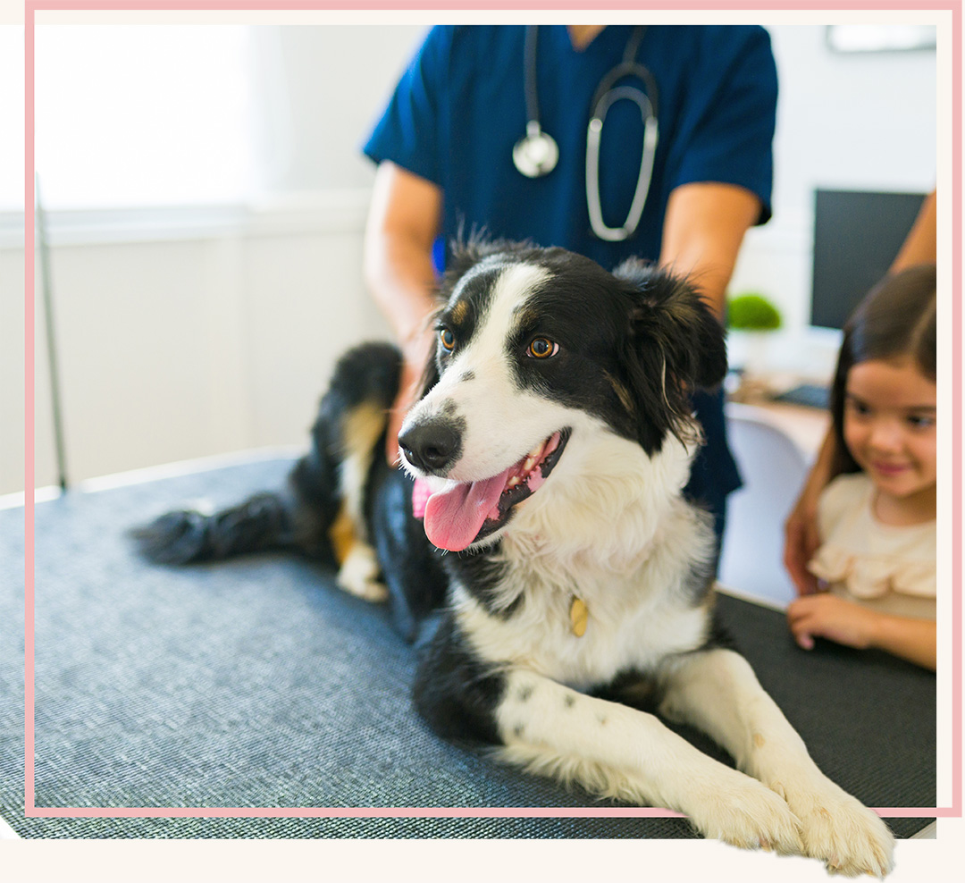 Dog at the vet clinic in Blairsville, PA