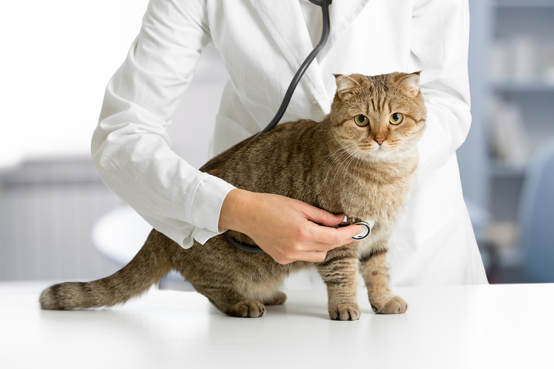 Veterinary surgery for Cats in Blairsville, PA