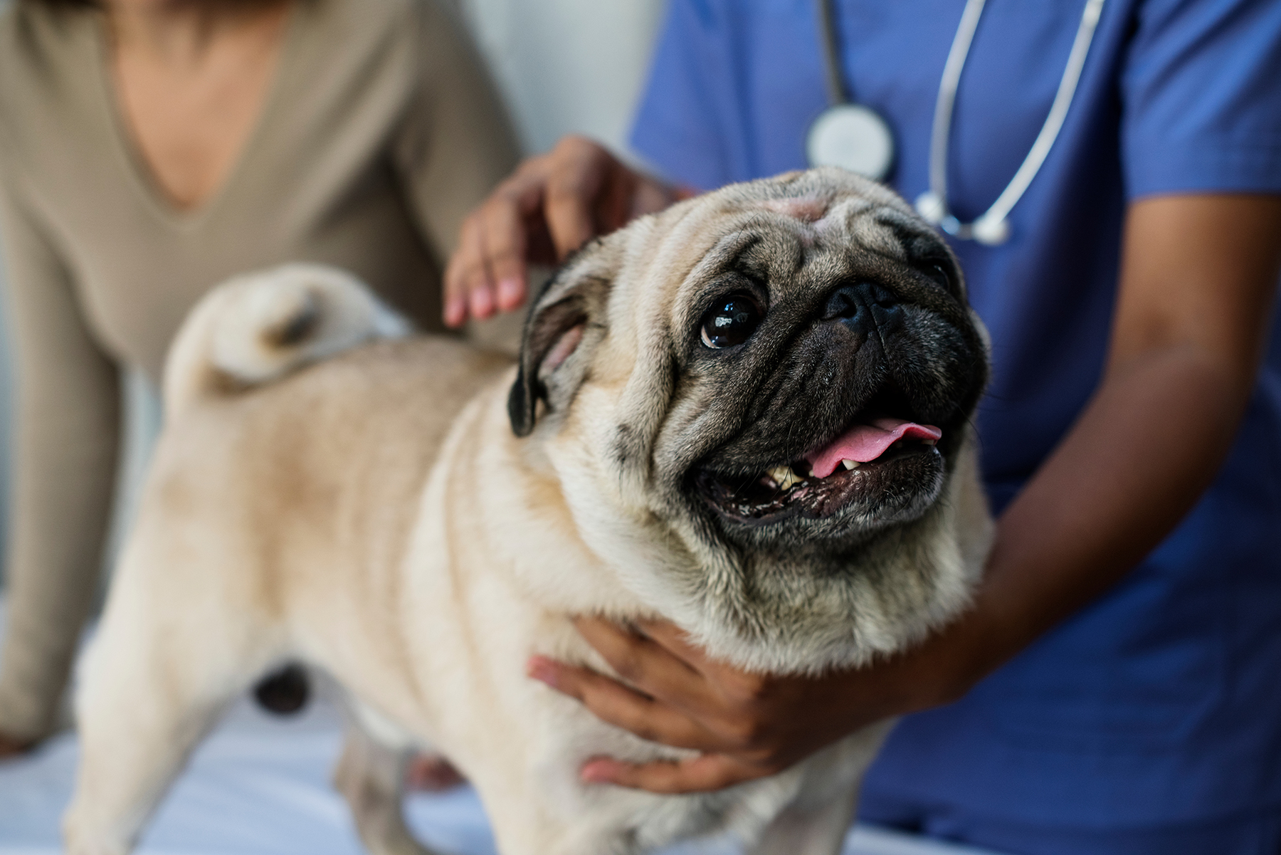 Veterinary surgery consultation in Blairsville, PA