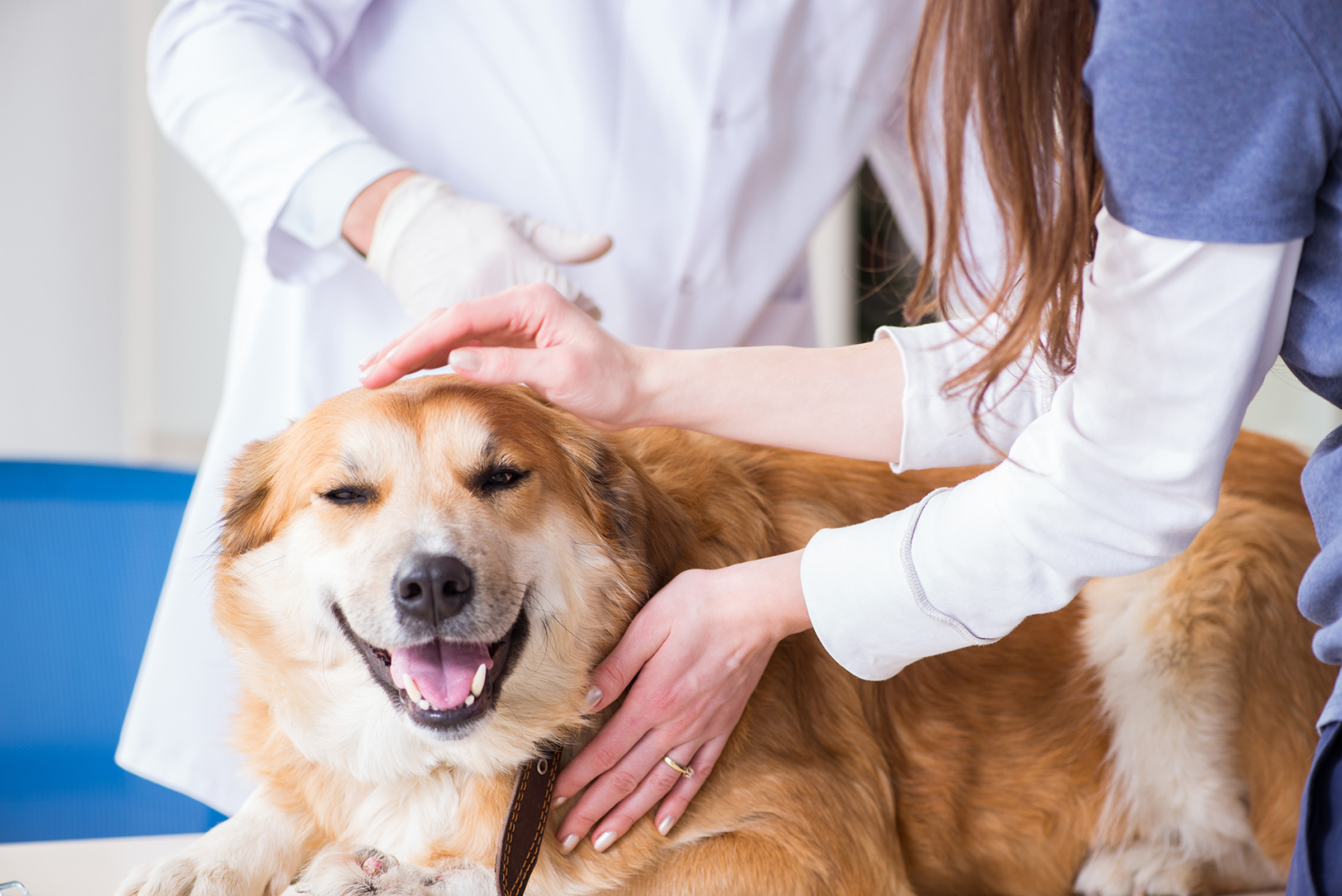 Dog at a routine veterinary appointment in Blairsville, PA