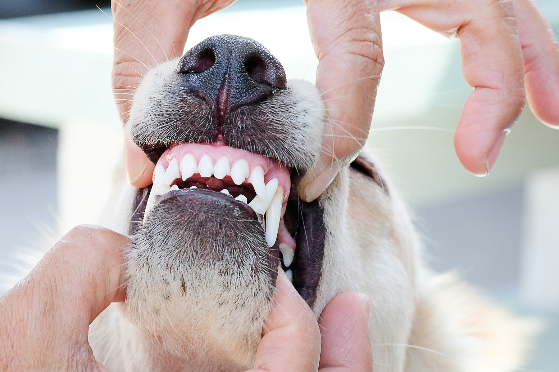 Dental exams for pets in Blairsville, PA