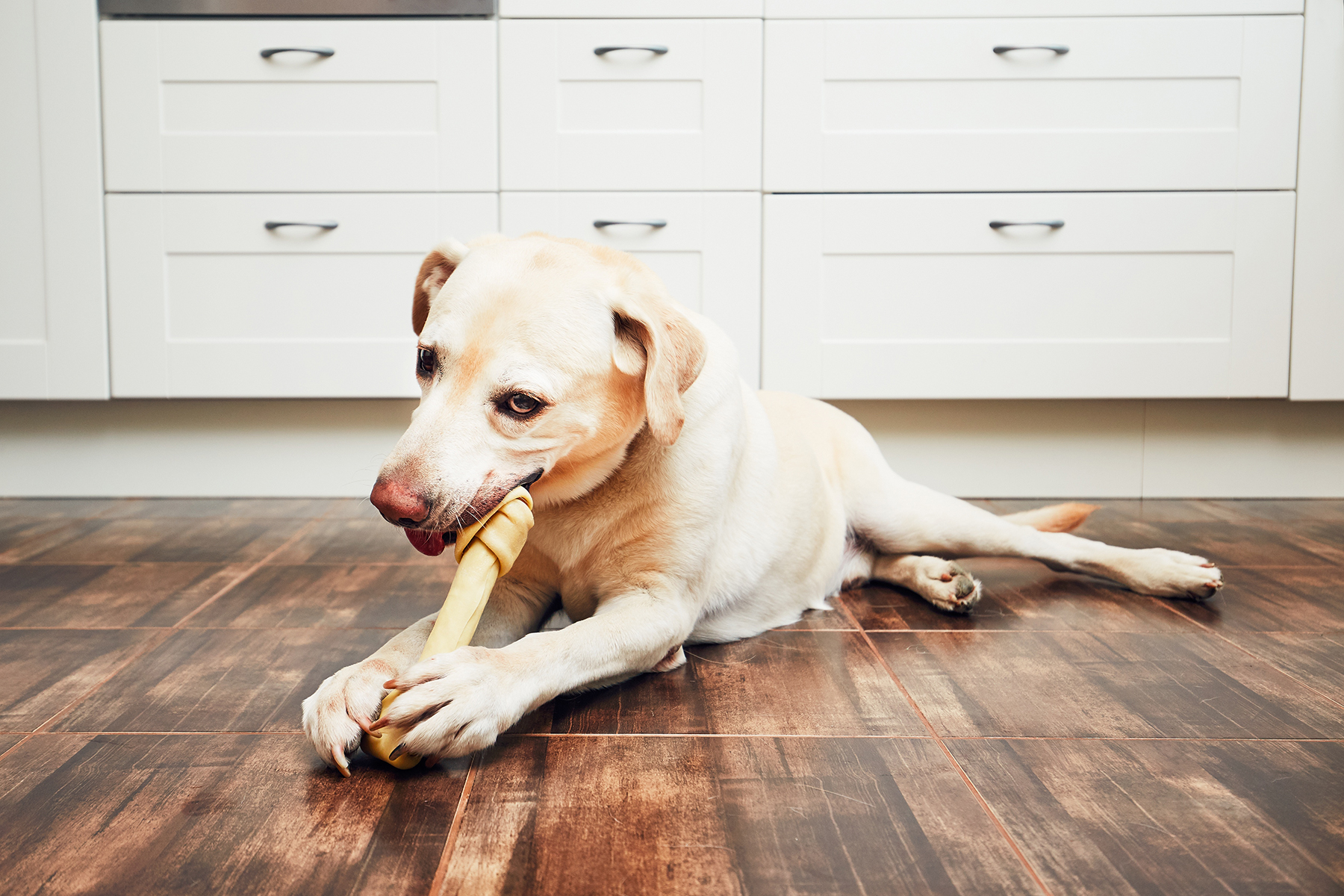 Dog after a dental appointment in Blairsville, PA