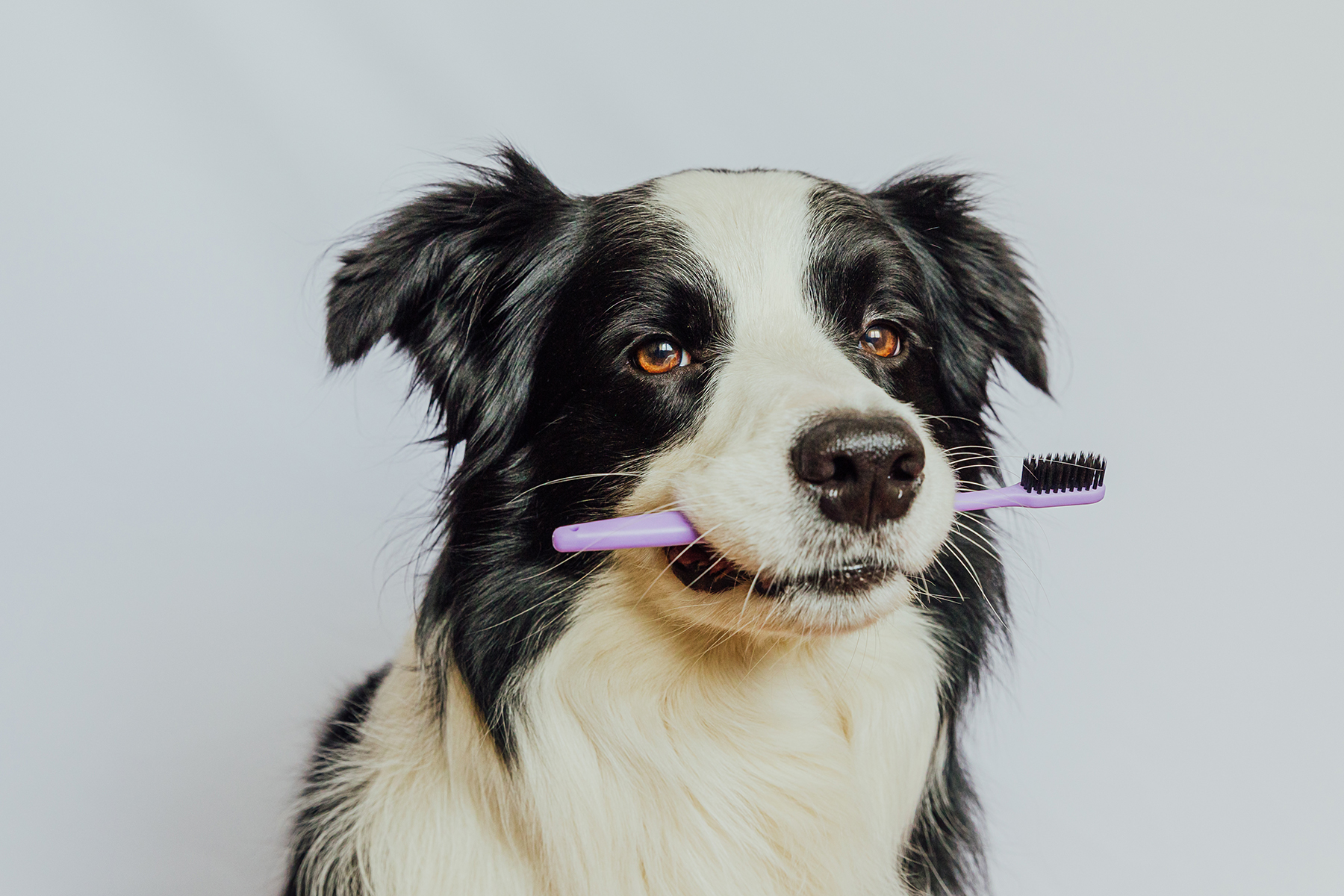 Pet dentistry in Blairsville, PA