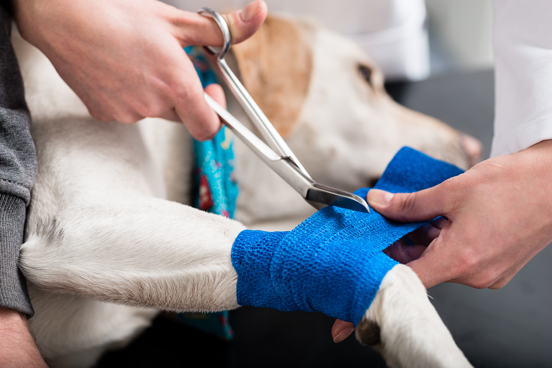 Dog injury treatment in Blairsville, PA