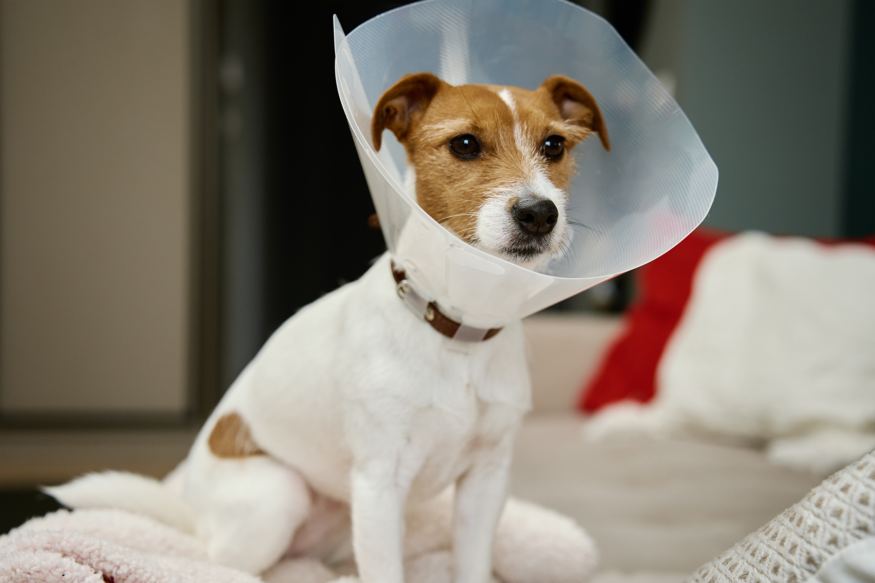 Pet illness managment in Blairsville, PA