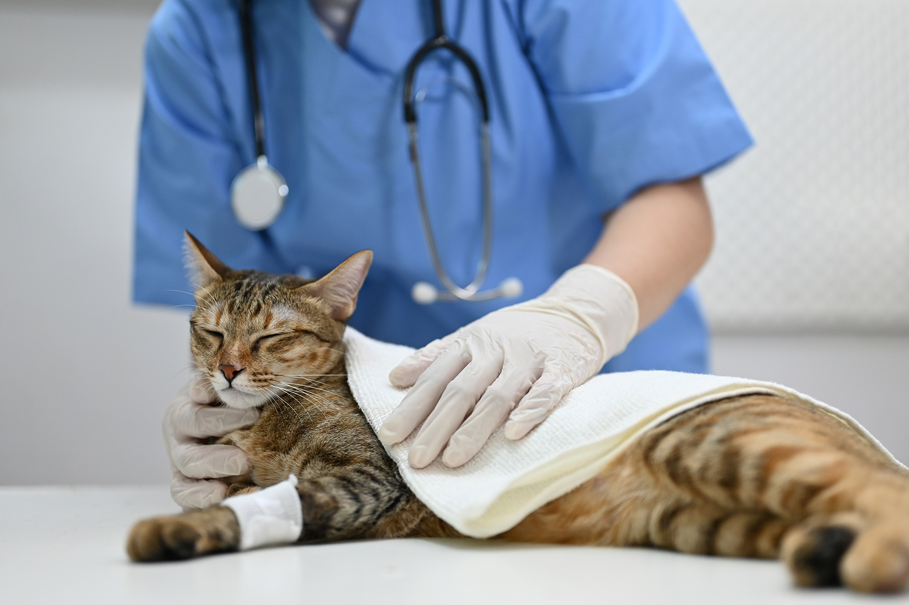 Vet injury management in Blairsville, PA