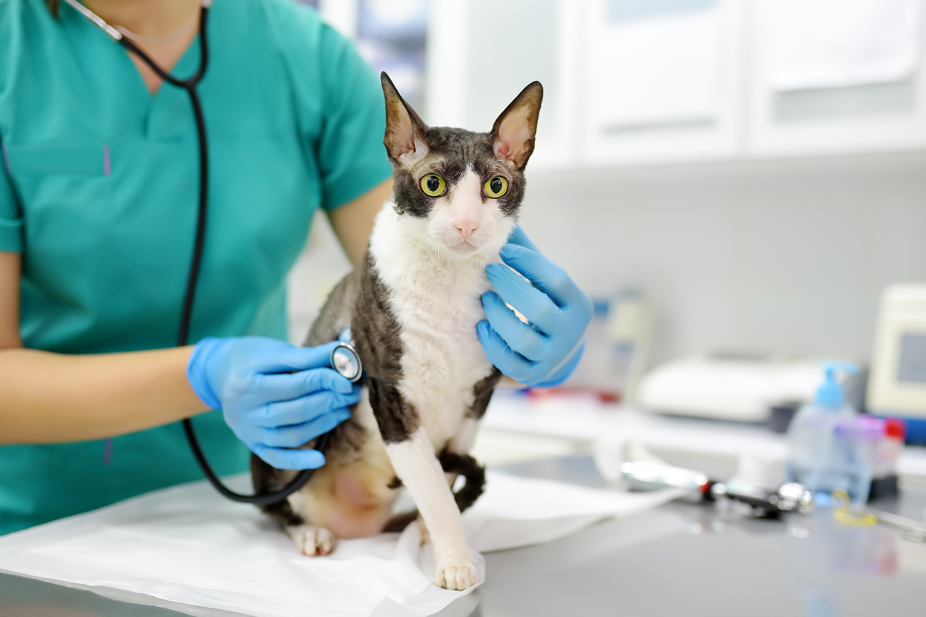 Cat checkups in Blairsville, PA