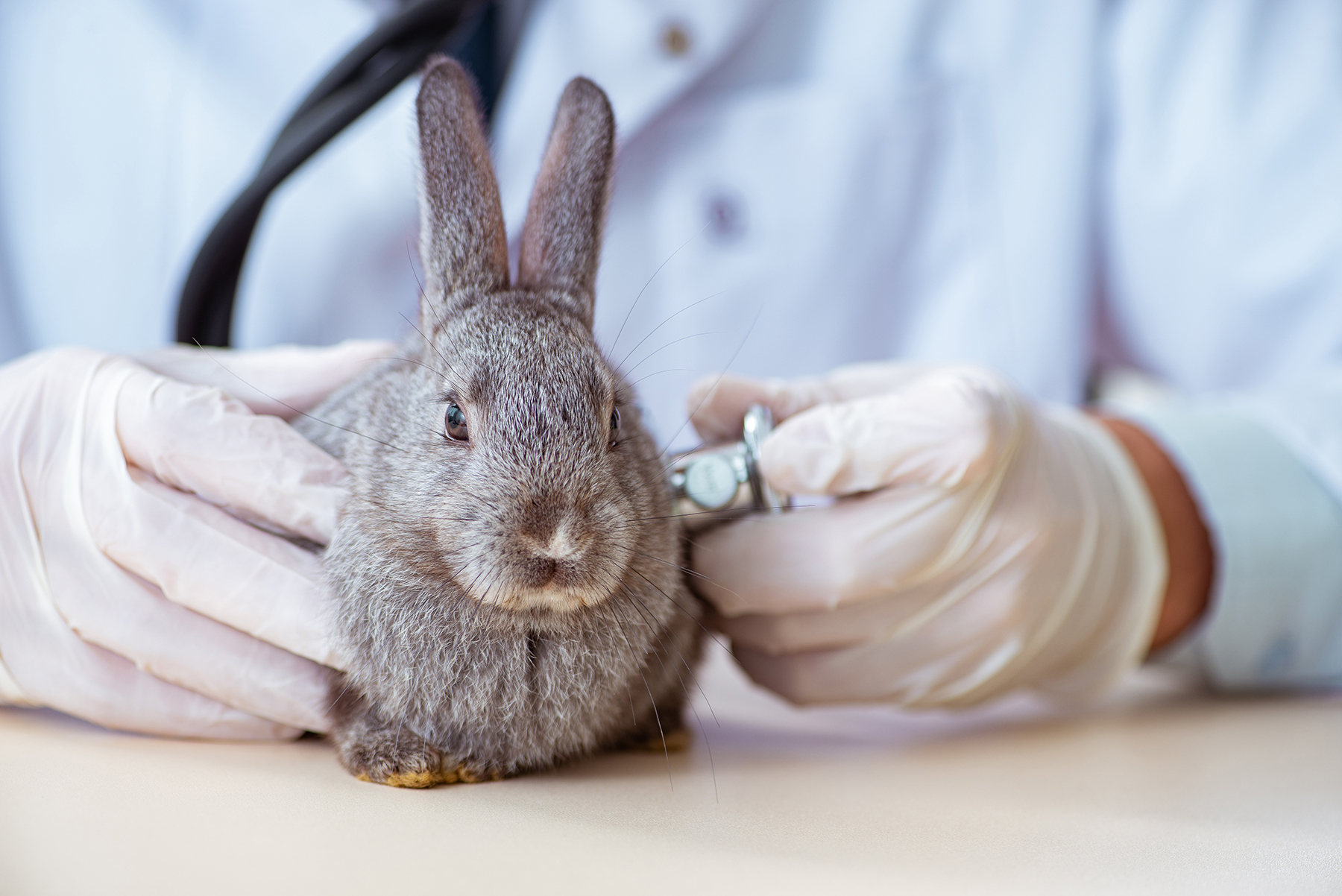 Annual veterinary exam in Blairsville, PA