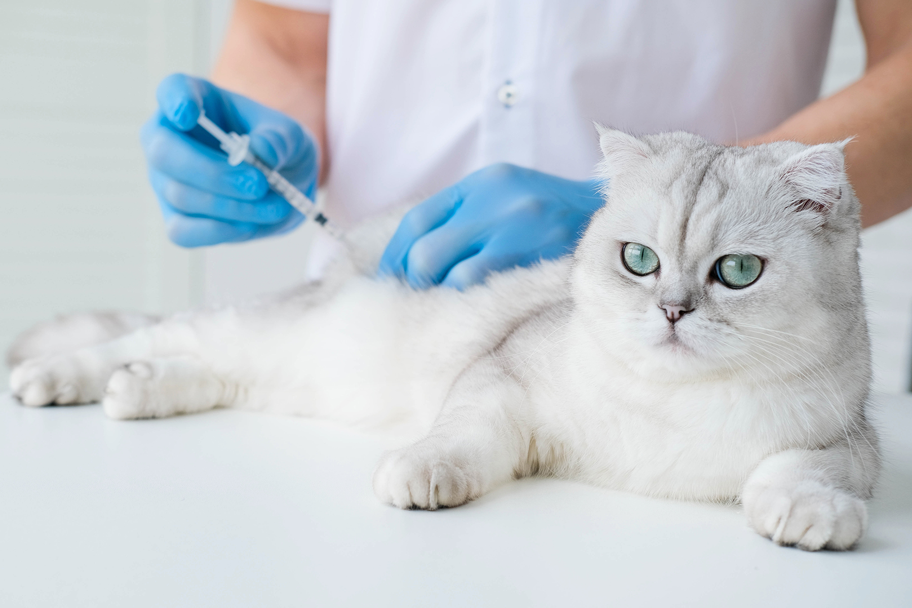 Cat at a vaccination vet in Blairsville, PA