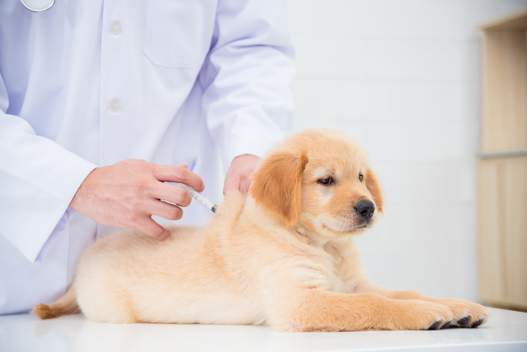 Puppy vaccinations in Blairsville, PA