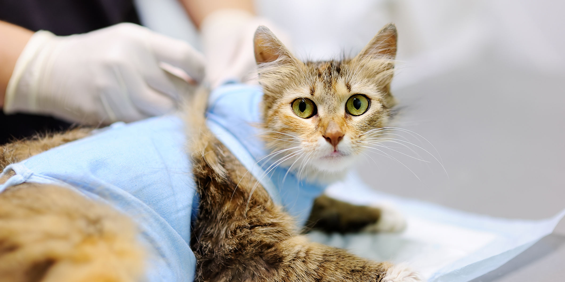 Veterinarian surgery in Blairsville, PA