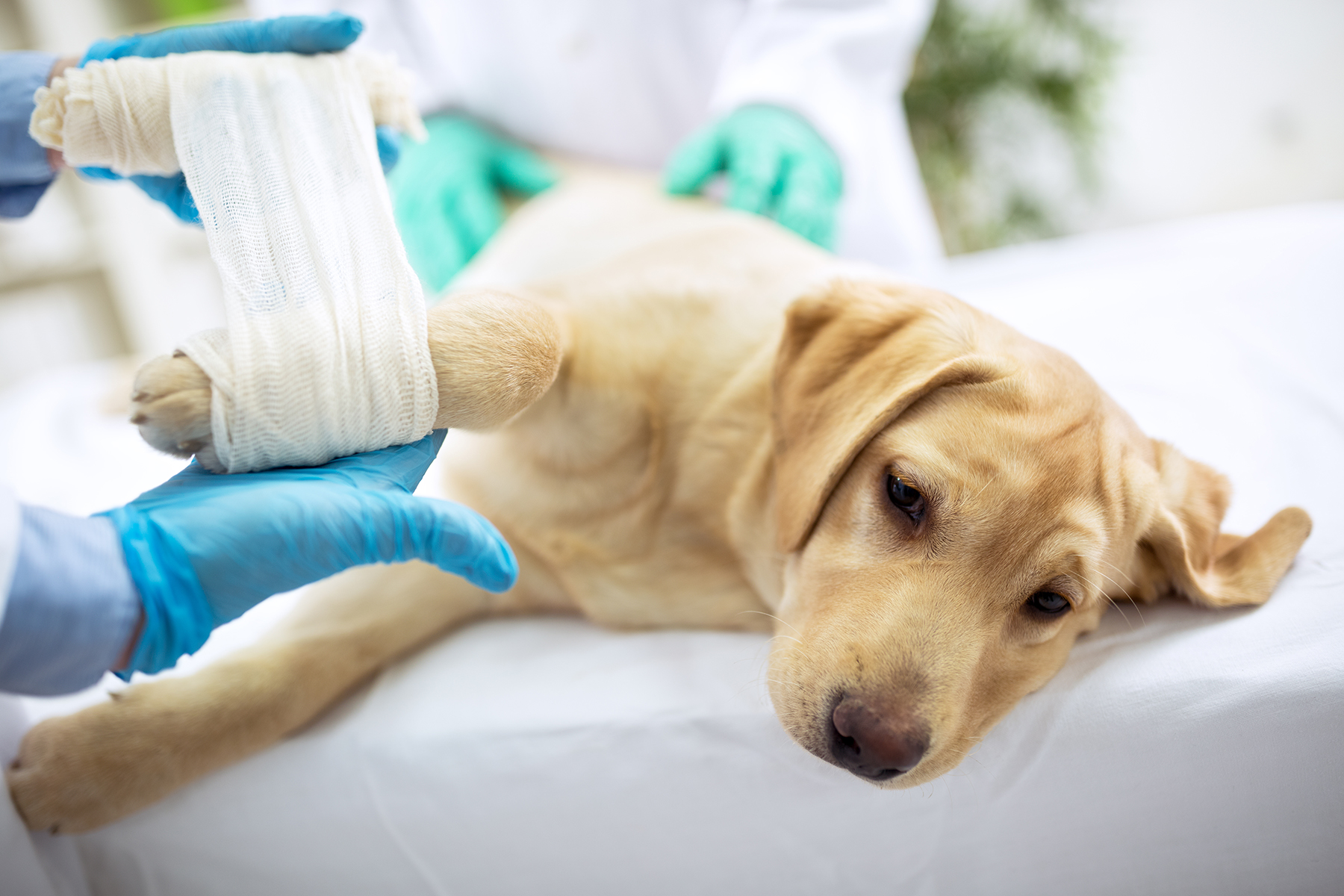 Soft tissue surgery for pets in Blairsville, PA