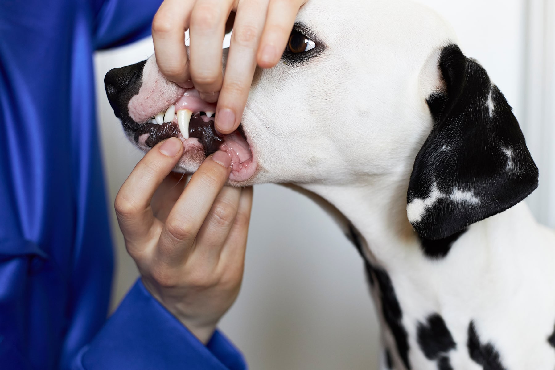 Dog getting an oral health exam in Blairsville, PA