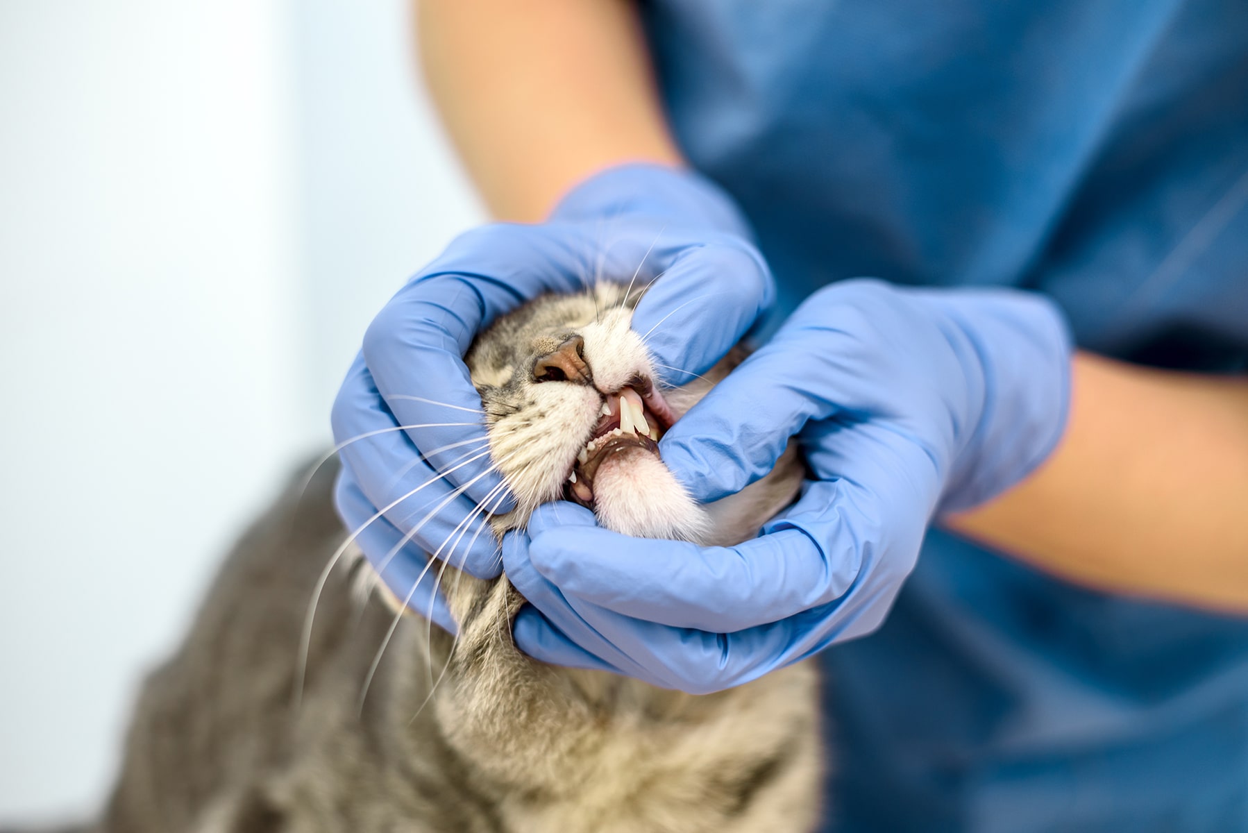 Tooth exam for cats in Blairsville, PA