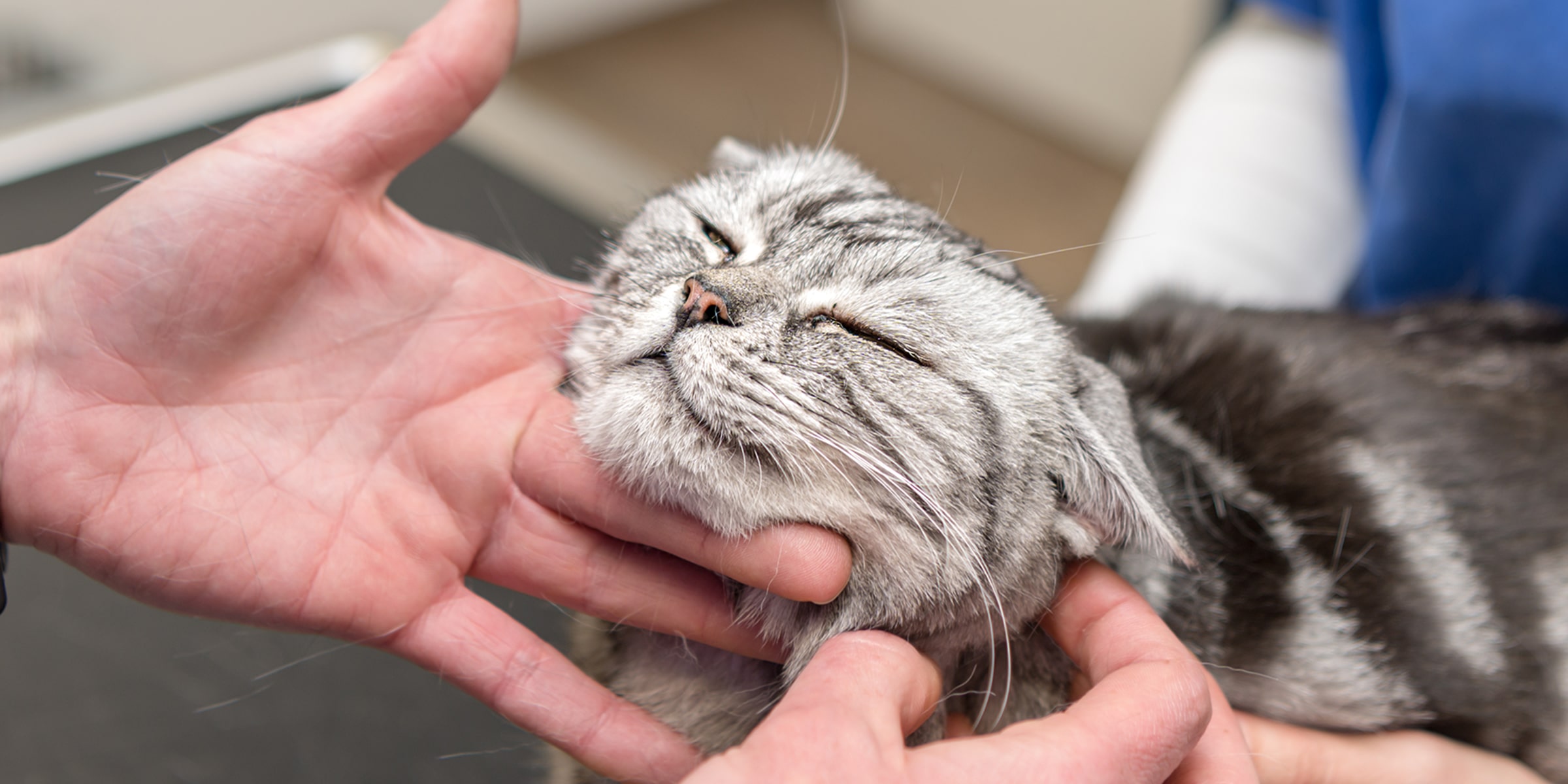 Cat visiting the vet dentist in Blairsville, PA