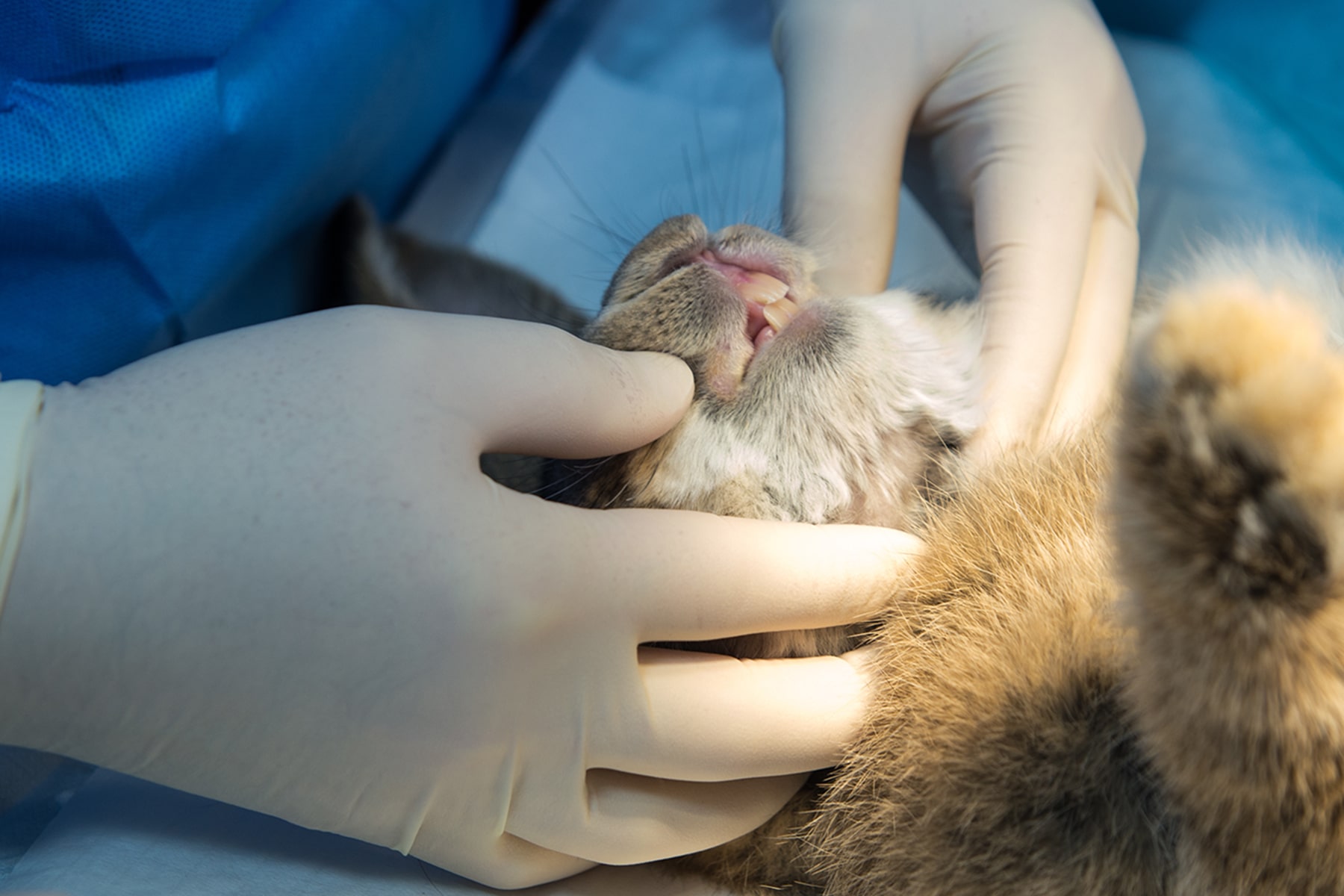 Cat getting dental surgery in Blairsville, PA