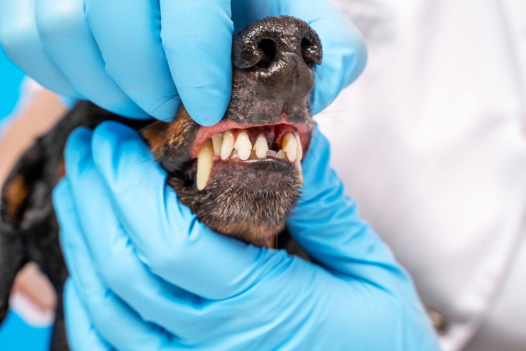 Dog oral surgery in Blairsville, PA