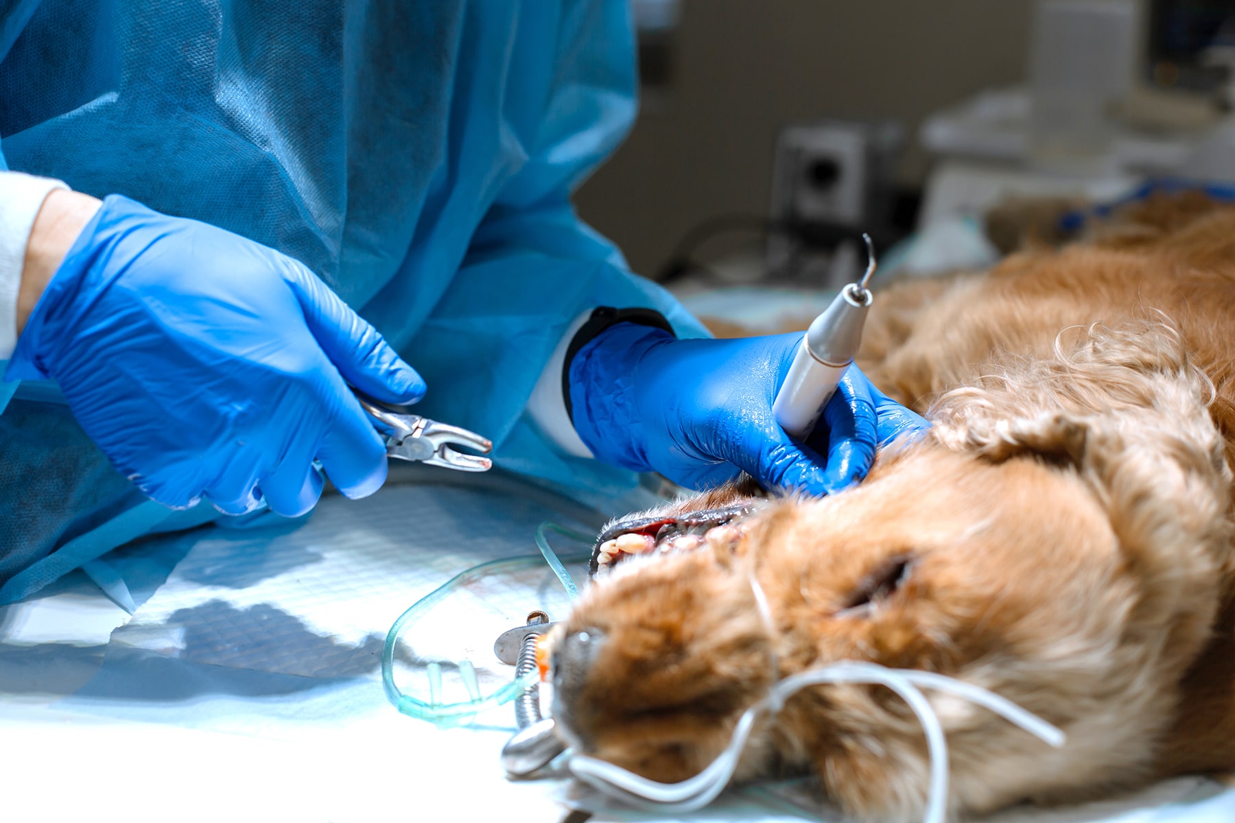 Pet getting oral procedures in Blairsville, PA