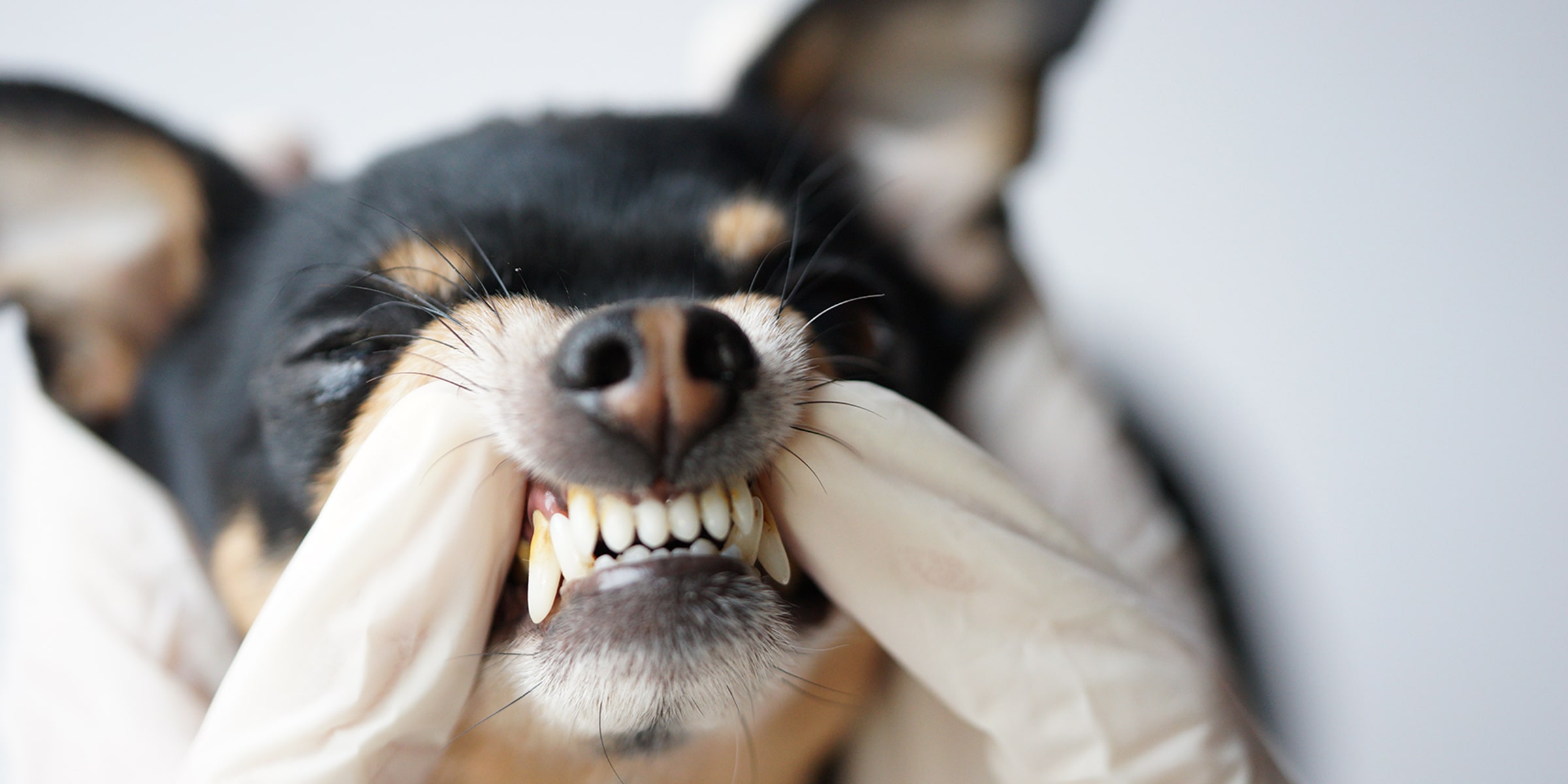 Pet oral surgery center in Blairsville, PA