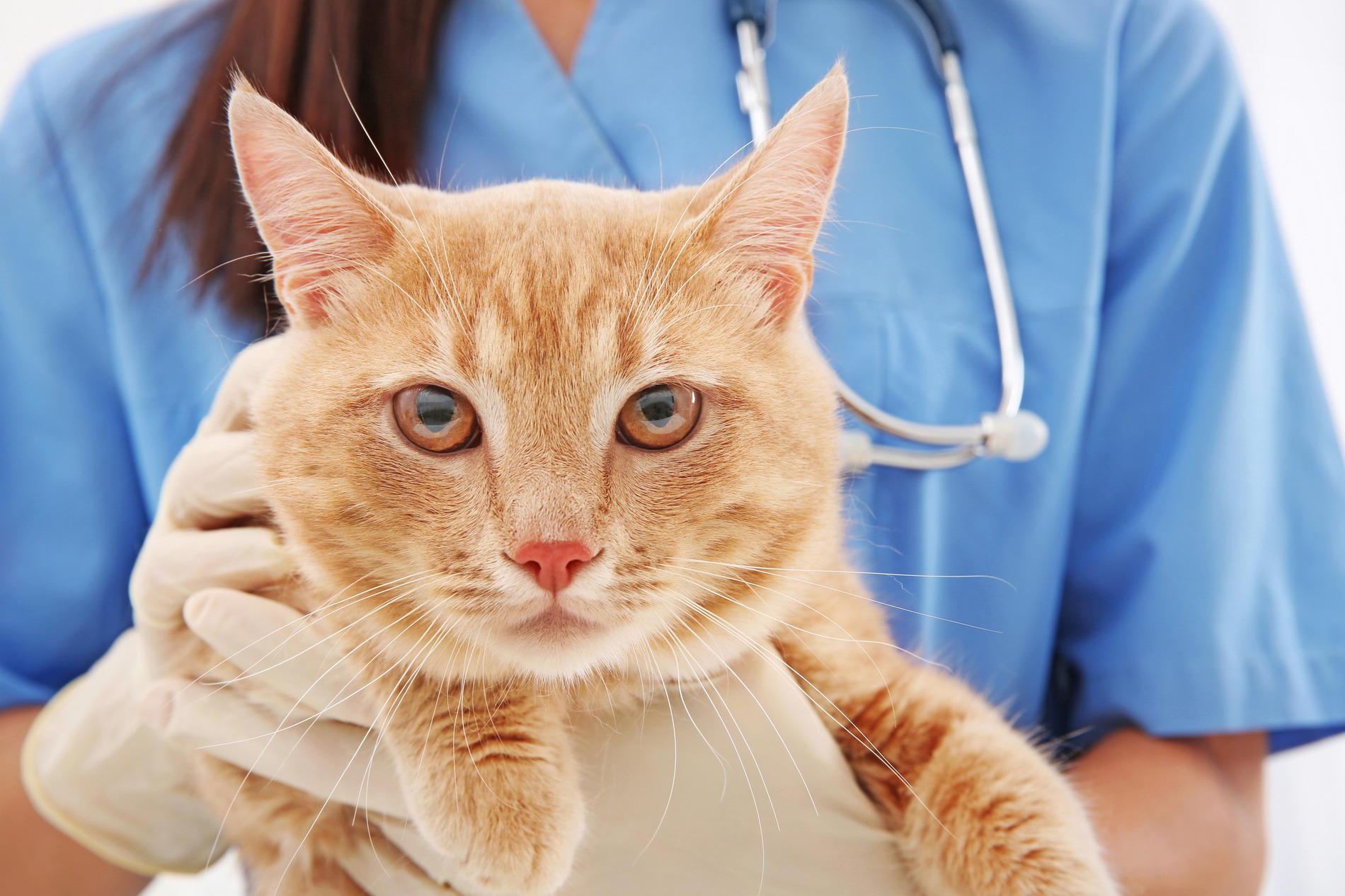 Cat at veterinary clinic in Blairsville, PA