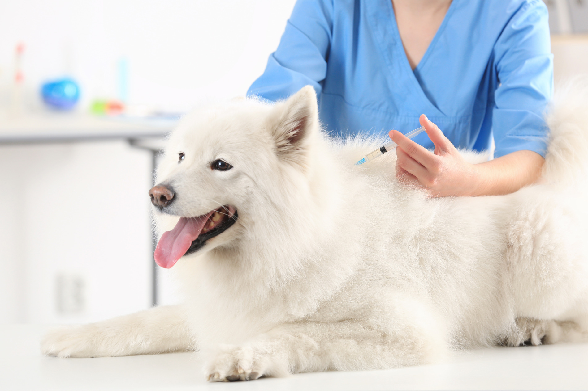 Dog gets Blood and Lab work in Blairsville, PA