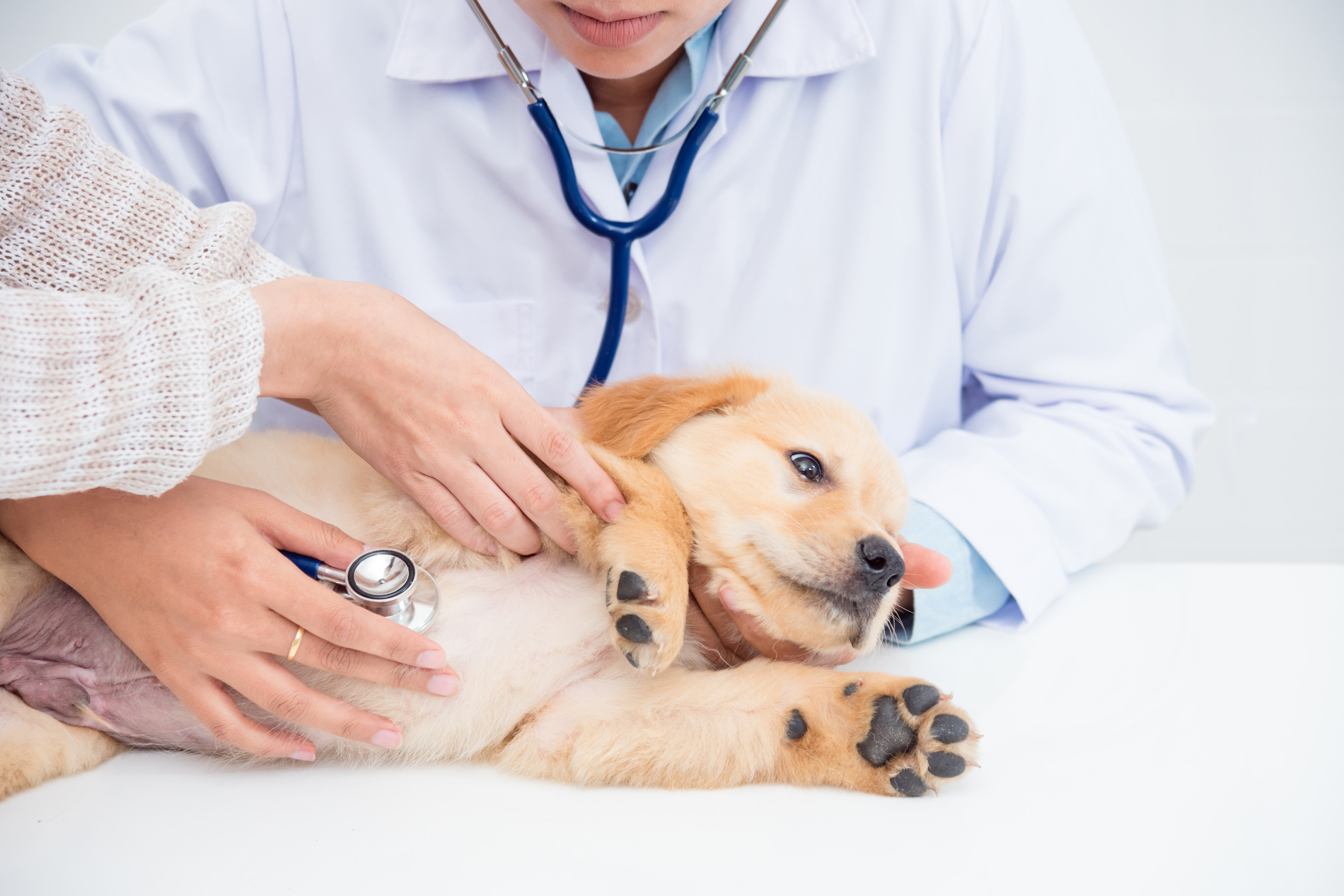 pupp gets Blood and Lab tests in Blairsville, PA