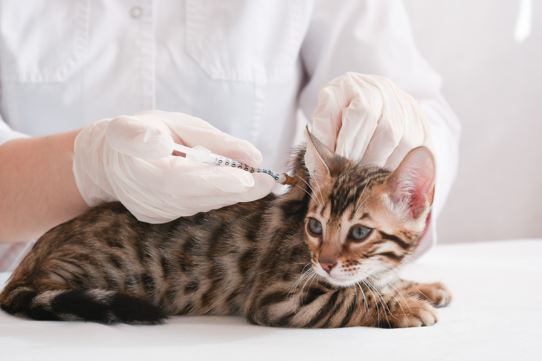 Veterinary Blood and Lab tests in Blairsville, PA