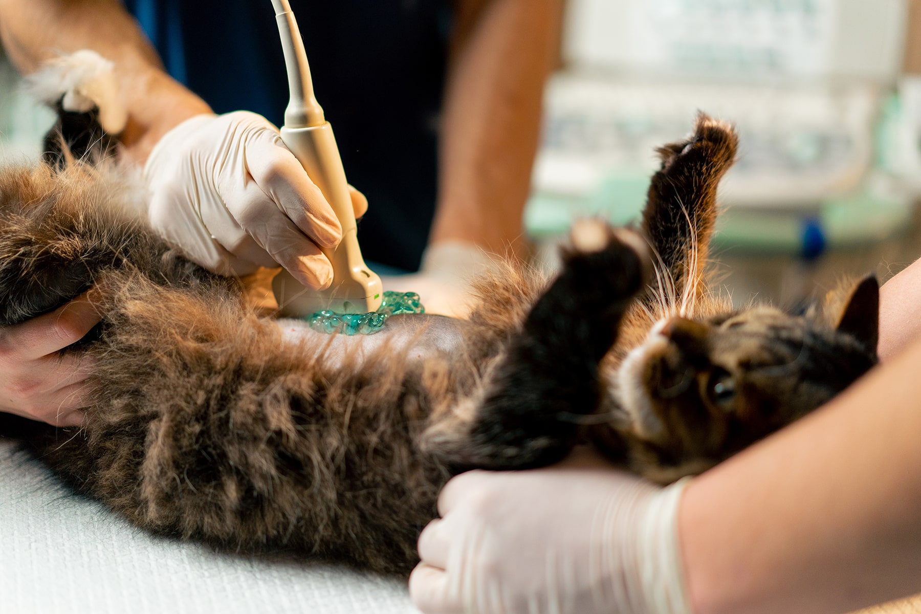 Cat diagnostic vet in Blairsville, PA