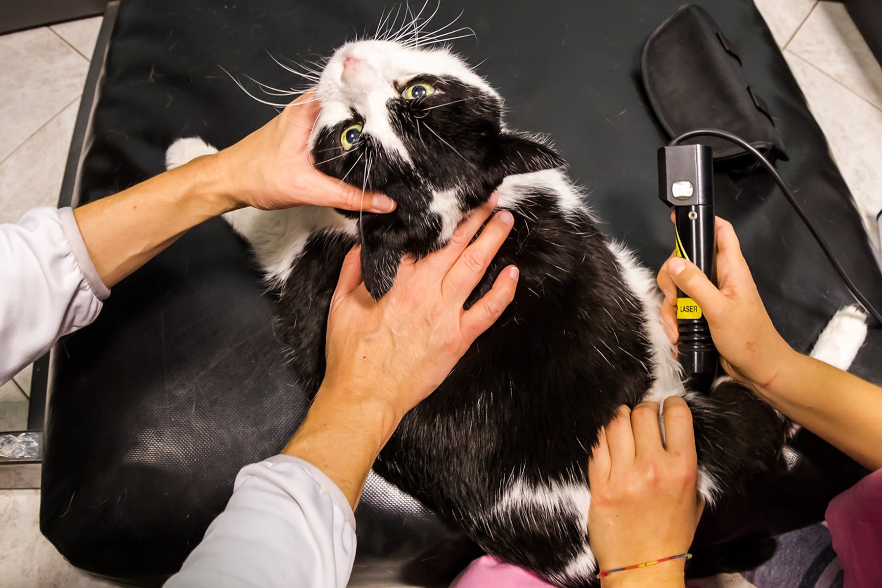 Cat getting laser therapy treatment in Blairsville, PA