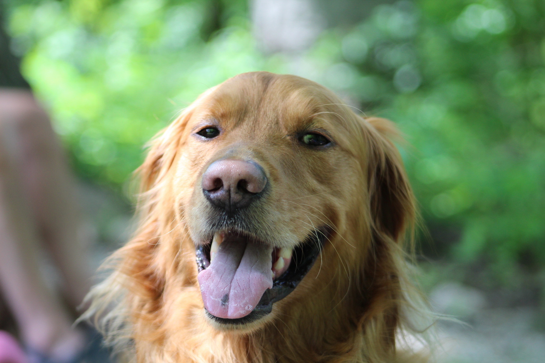 keep your pet happy and free from dental disease in your pet with help from East Market Veterinary Center in Blairsville PA