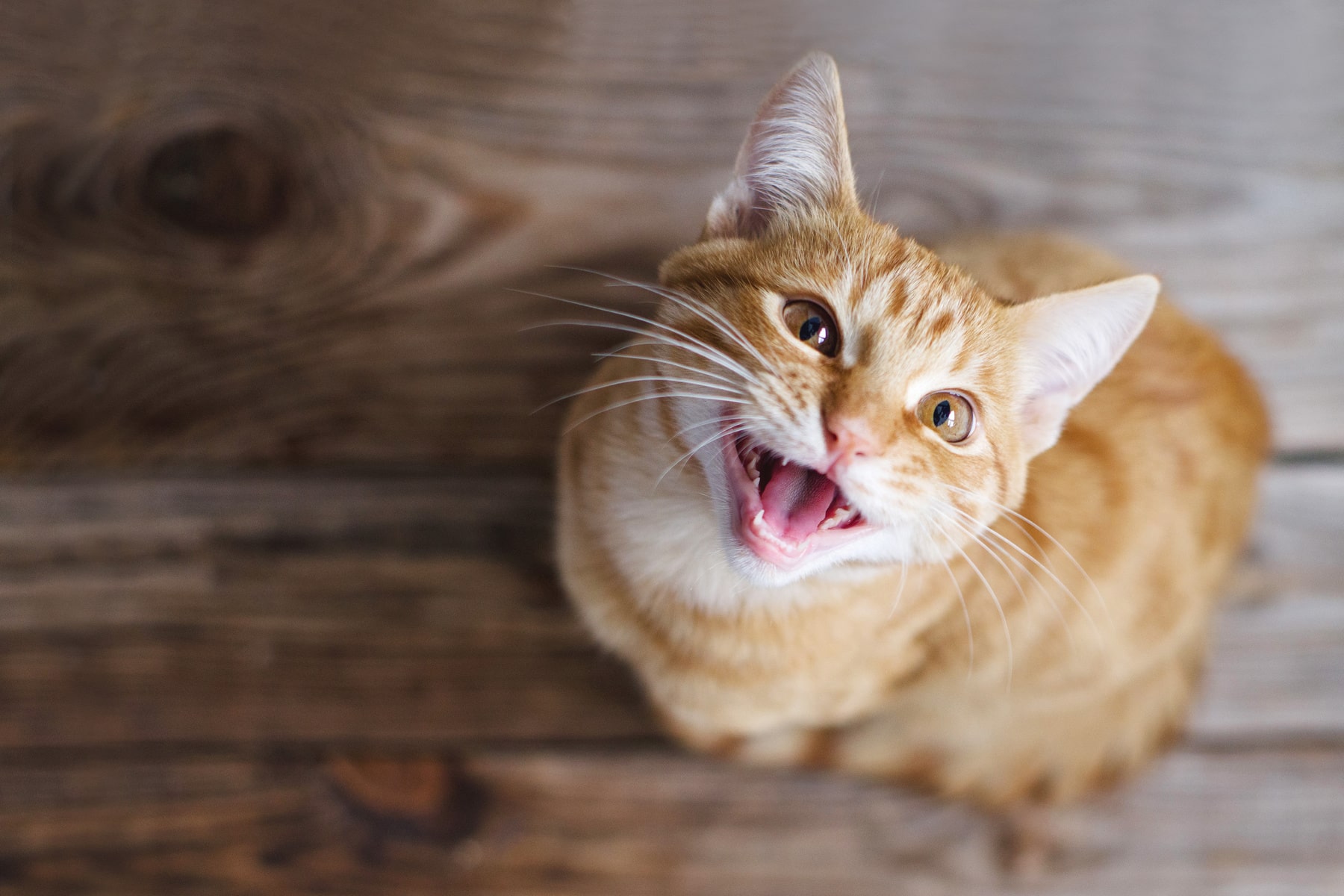 dental disease prevention in pets from East Market Veterinary Center in Blairsville PA
