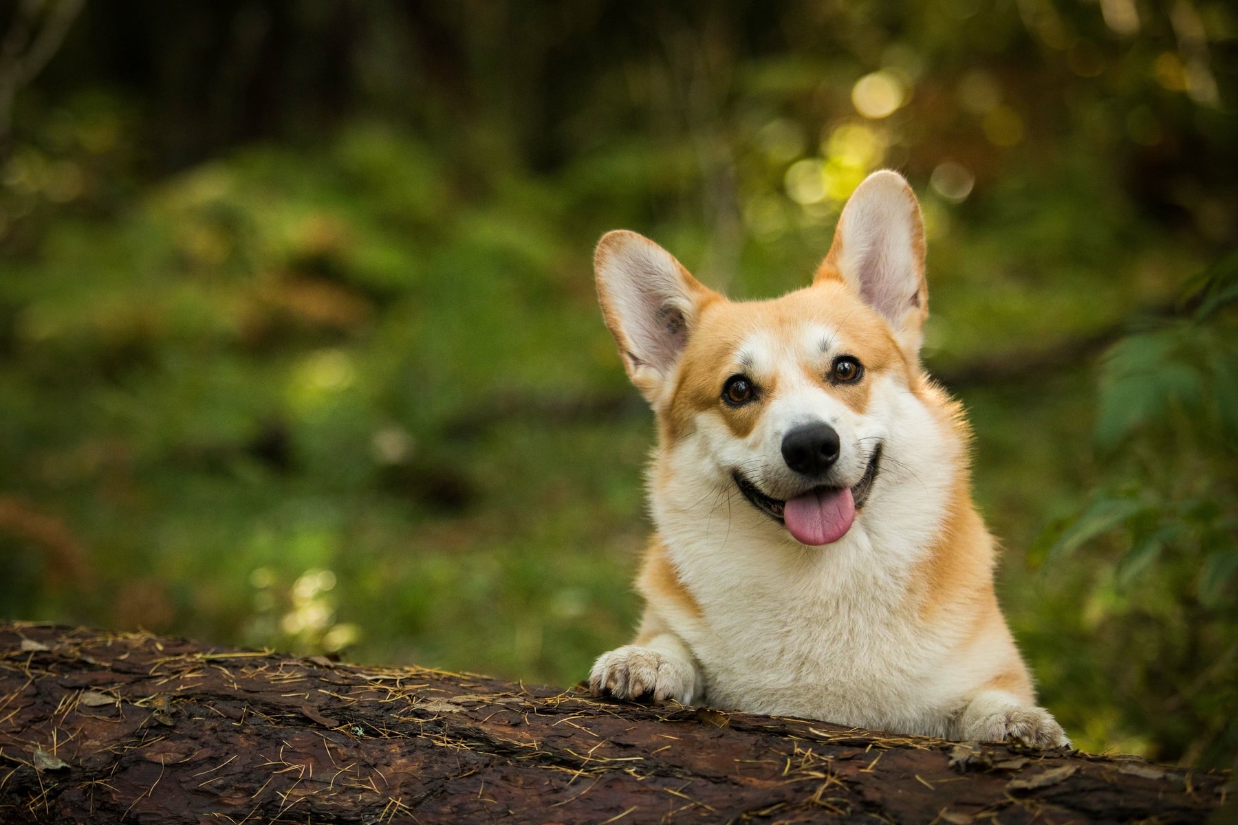 happy dog after his dental disease prevention appointment from East Market Veterinary Center in Blairsville PA