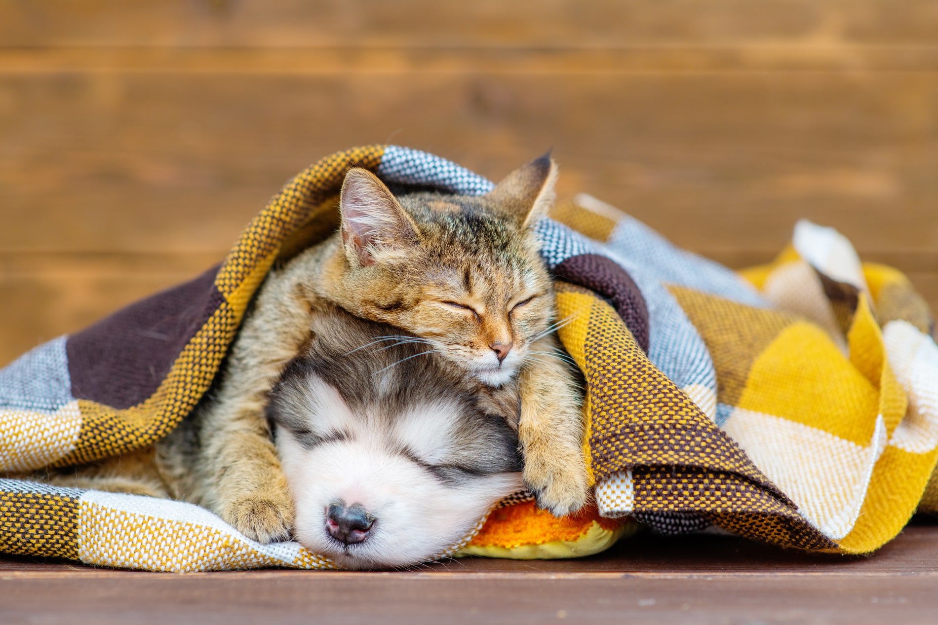 pediatric pet care services in Blairsville PA from East Market Veterinary Center