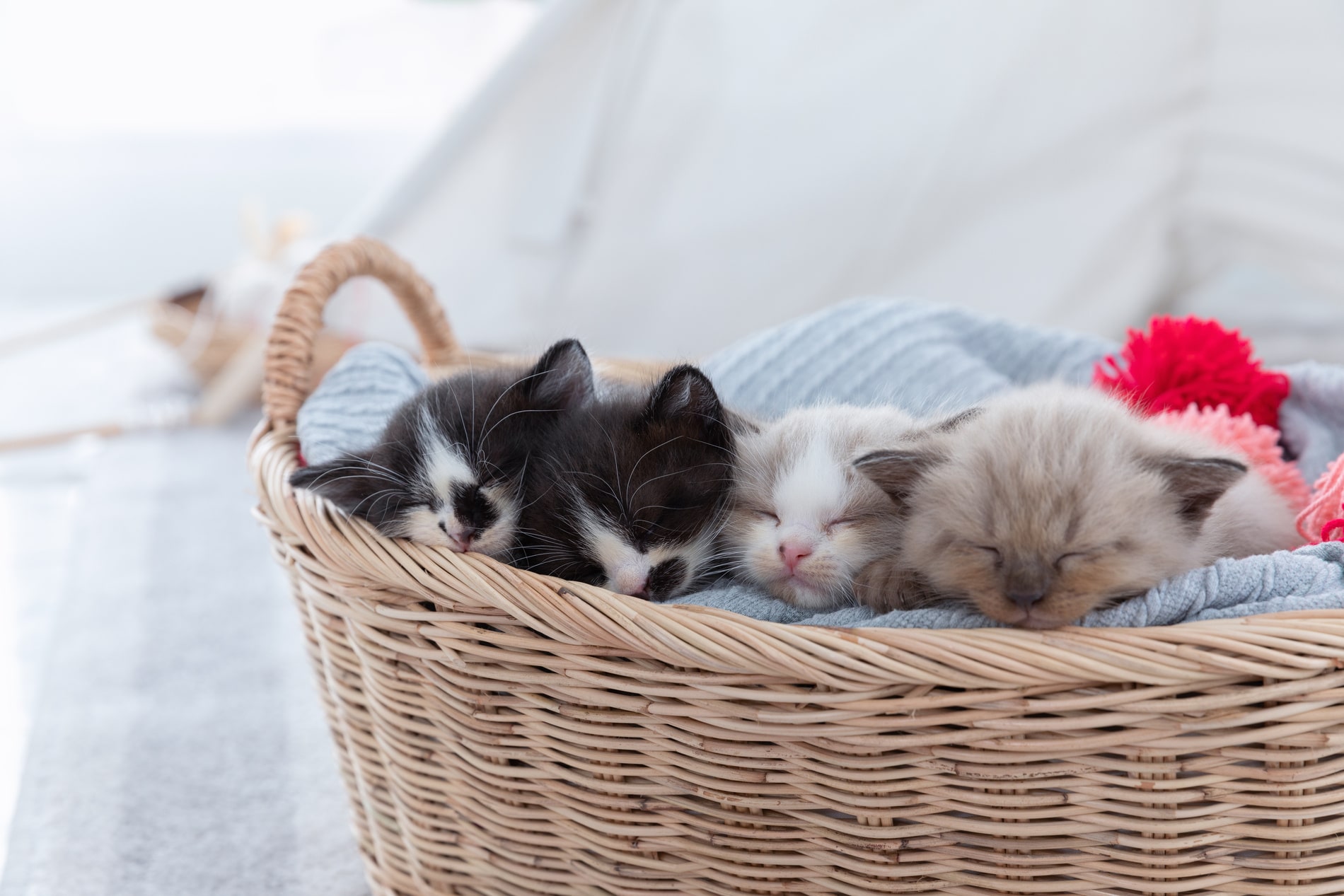 pediatric pet care services for kittens in Blairsville PA from East Market Veterinary Center