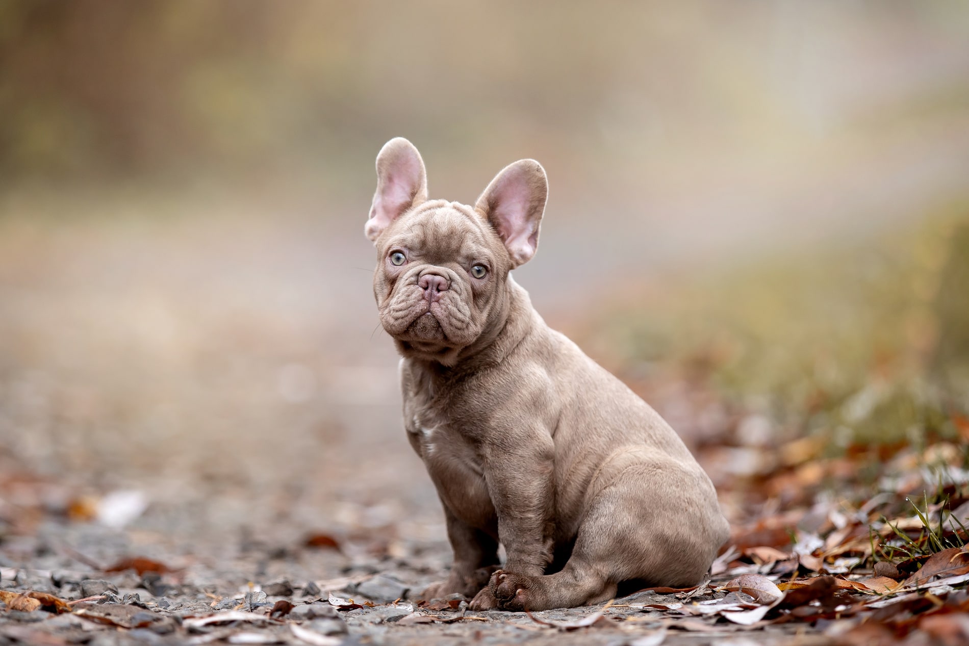 pediatric pet care services for puppies in Blairsville PA from East Market Veterinary Center
