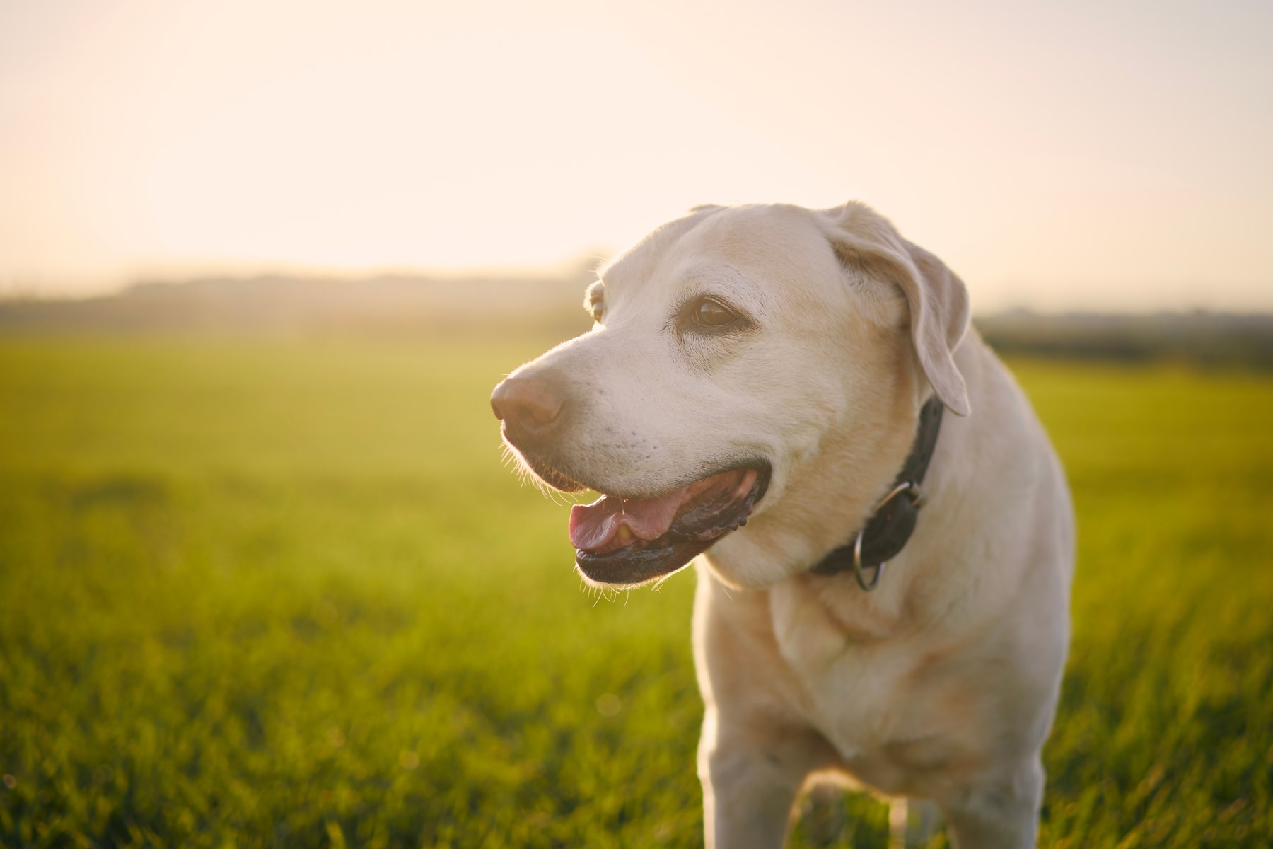 pet care services for senior pets in Blairsville PA from East Market Veterinary Center