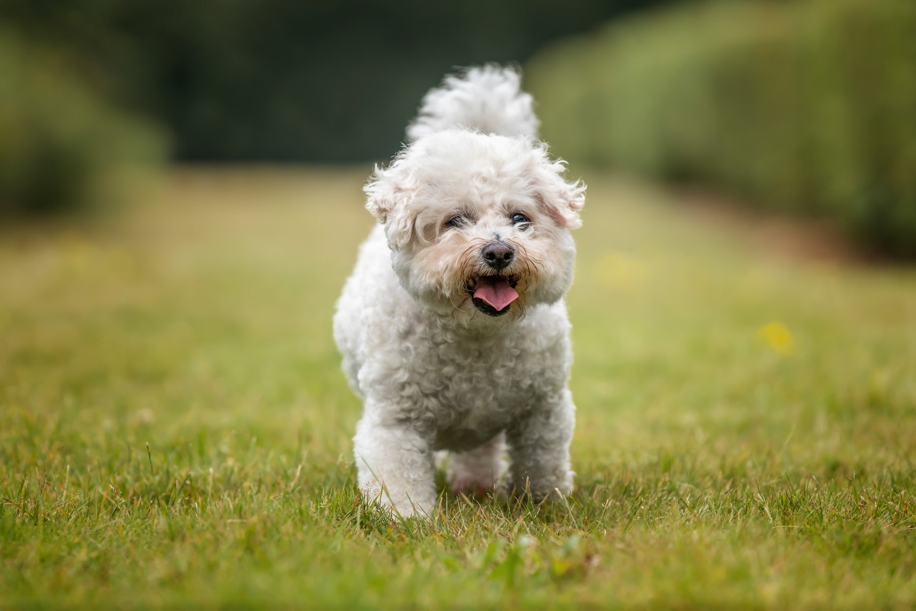vet care services for senior pets in Blairsville PA from East Market Veterinary Center