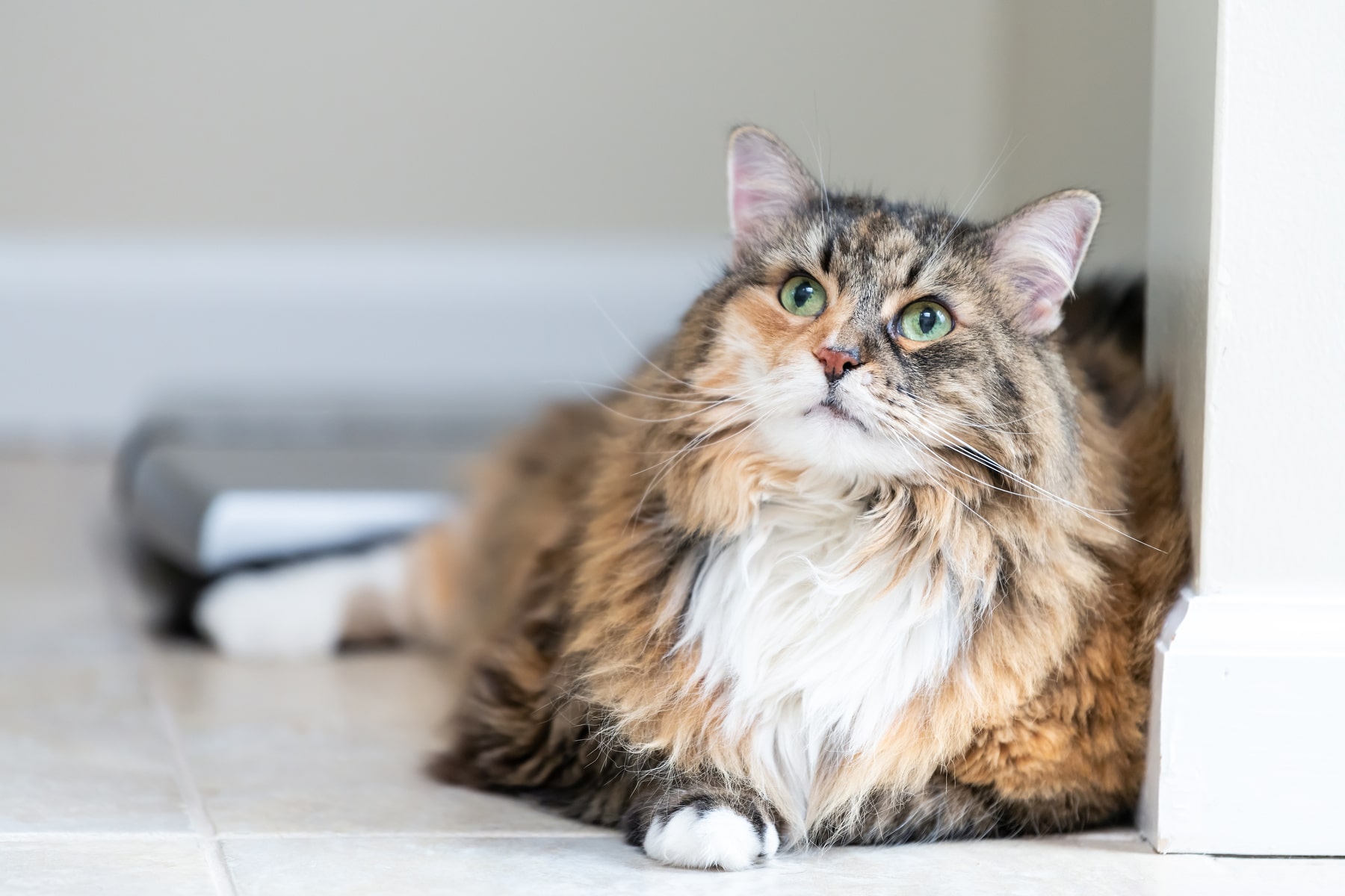 veterinary services for senior pets in Blairsville PA from East Market Veterinary Center