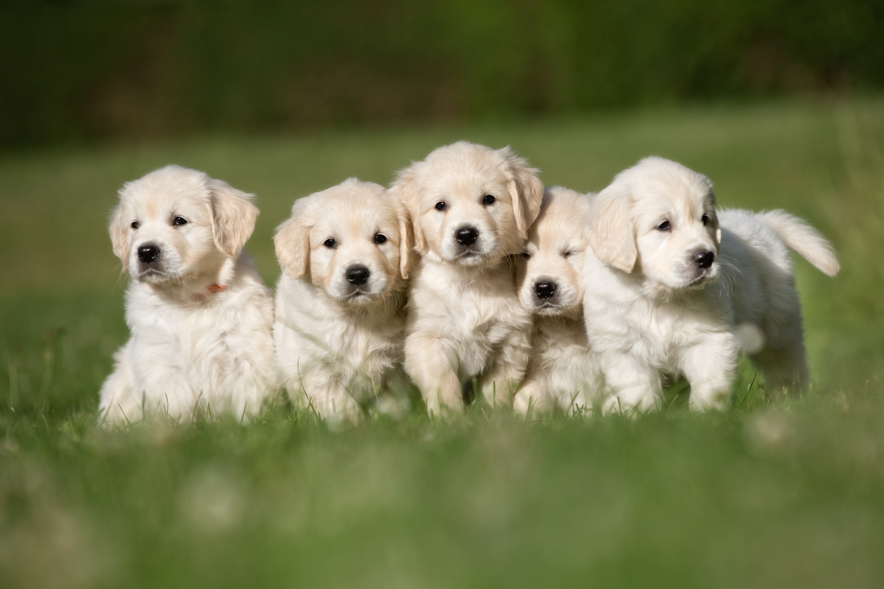 happy puppies after being protected with microchips from East Market Veterinary Center in Blairsville PA
