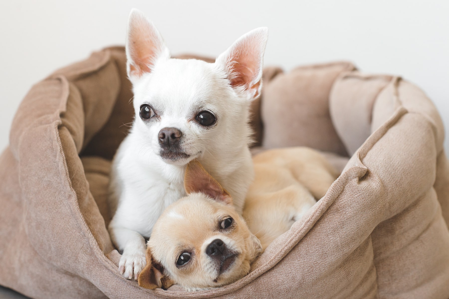 microchipping services from East Market Veterinary Center in Blairsville PA