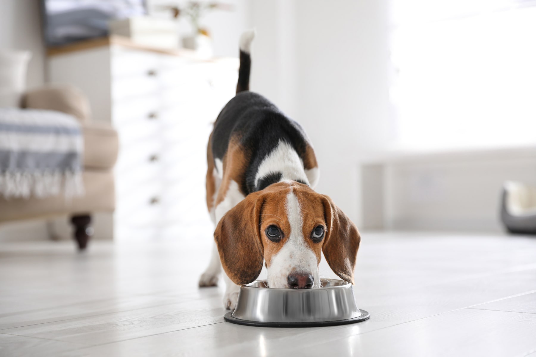 pet nutritional counseling services from East Market Veterinary Center in Blairsville PA