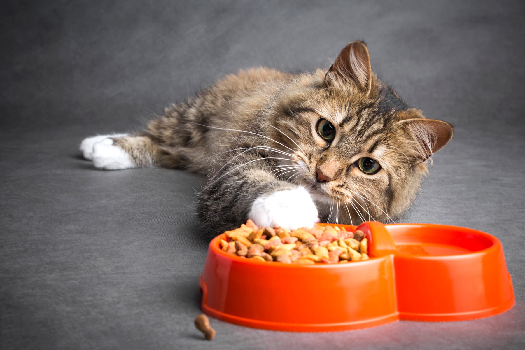 veterinary nutritional counseling services from East Market Veterinary Center in Blairsville PA