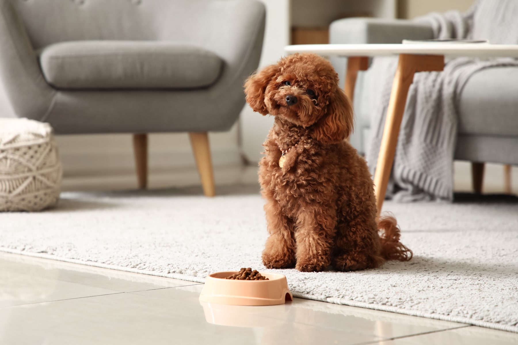 nutritional counseling for pets services from East Market Veterinary Center in Blairsville PA