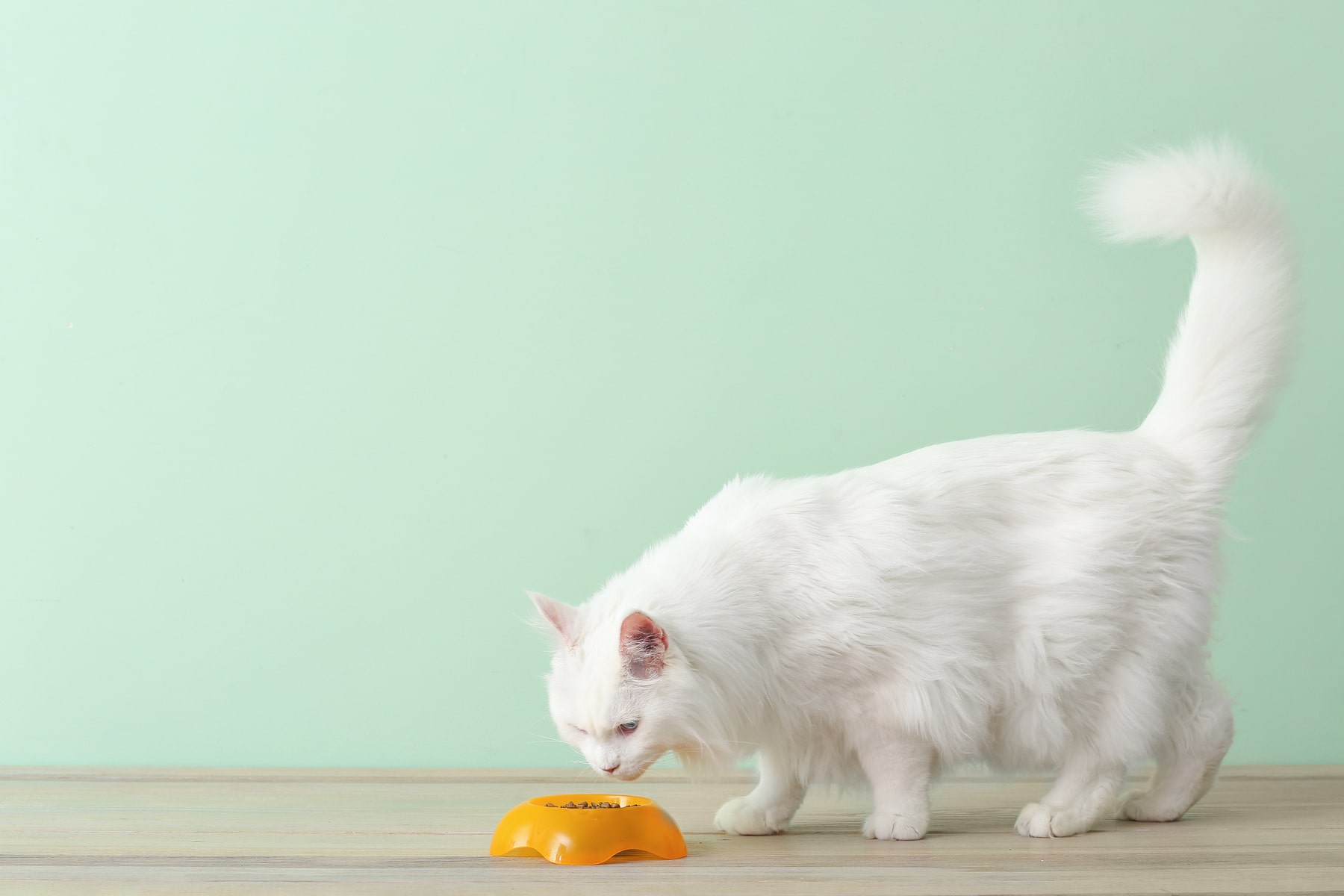 nutritional counseling services from East Market Veterinary Center in Blairsville PA