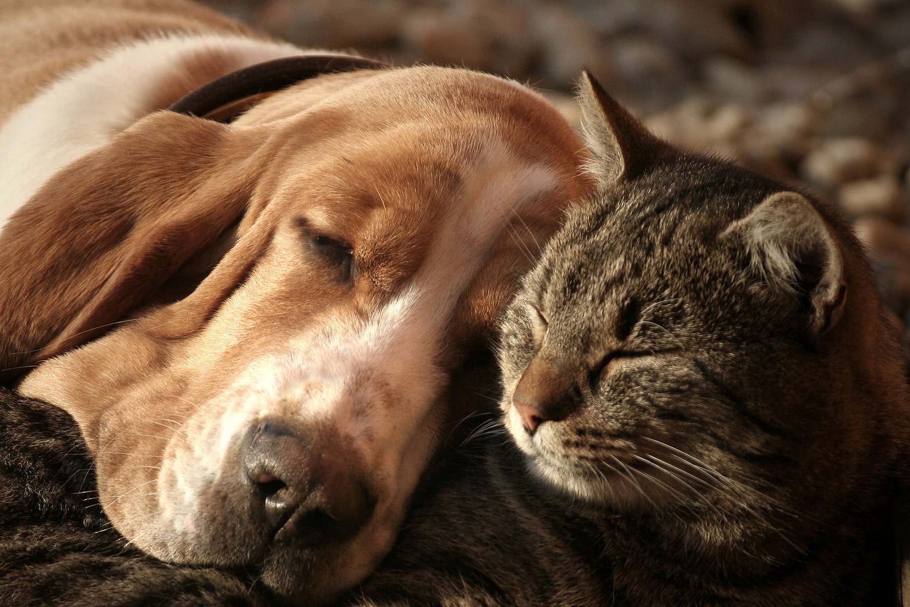 vet behavioral counseling services from East Market Veterinary Center in Blairsville PA