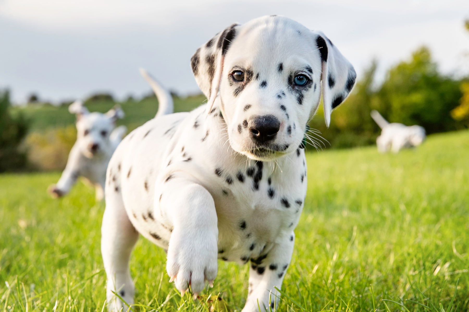 pet behavioral counseling services from East Market Veterinary Center in Blairsville PA